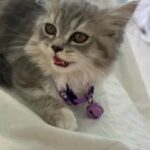 Beautiful Female Kitten in Dubai