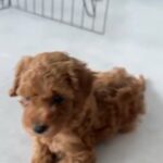 Pure Toy Poodle Available 🐶 in Dubai