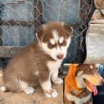 Male Husky Puppy in Al Ain