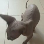 Canadian Sphynx Kitten in Dubai