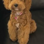 PURE red intelligent hypoallergenic toy poodle in Abu Dhabi