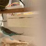 Baby Holland Budgies in Sharjah