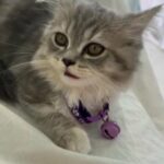 Female Kitten 3 Months Old in Dubai