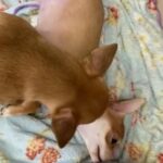 Male chihuahua 6 Months Old in Dubai