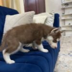 هاسكي بيور in Dubai