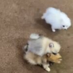 Adorable Pomeranian available in Dubai