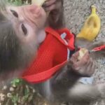 Baboon Monkey in Abu Dhabi