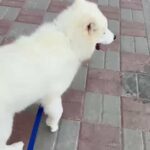 samoyed puppies سامويد جراوي in Sharjah