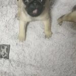 pug very healthy and active puppies in Dubai