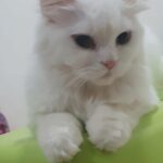 fluffy cat in Dubai