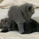 2 Scottish Cats For Sale in Dubai