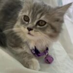 Kitten 3 Months in Dubai