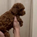 Top quality toy poodle in Dubai