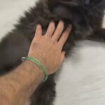 Persian Mix With Main Coon in Abu Dhabi