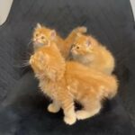 Ginger Persian Kittens in Sharjah