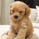 Toy Poodle Female 🐶💕 in Al Ain