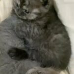 Scottish Cats in Dubai