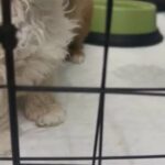 Toy Poodle Female puppy 💕🐶 in Al Ain