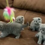 British And Scottishfold Kittens 😻 in Dubai