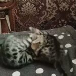 Bengal kittens in Al Ain