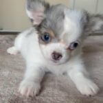 [SOLD] Mini Chihuahua in Dubai