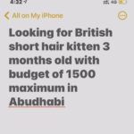 kitten wanted in Abu Dhabi