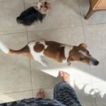 Jack Russell Available For Mating in Dubai