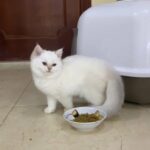 British Shorthair Ay1233 in Abu Dhabi