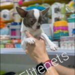 mini Chihuahua in Dubai