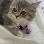 Kitten Female 3 Months in Dubai