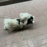 Male maltese looking for stud in Dubai