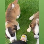 Saint Bernard Males And Females in Dubai