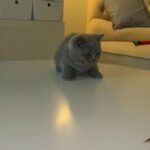 British Shorthair Classic Blue in Dubai