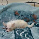 Male Chihuahua in Al Ain