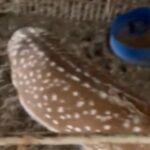 Mature Male Fallew Deer in Abu Dhabi