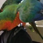 catalina macaw male available in Dubai
