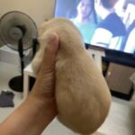 Labrador Puppy in Dubai