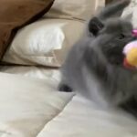 Scottish Cat in Dubai