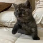 Scottish Cat in Dubai