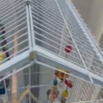 Huge Parrot Cage in Dubai