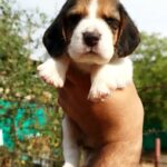 Beagle بيجل in Sharjah