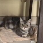 Abby is looking for a forever home in Dubai