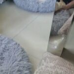 Teacup Apple Head Chihuahua in Dubai
