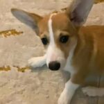 Welsh Pembroke Corgi in RAK City