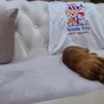 Imported British Parents Cavalier King Charles NO OFFERS in RAK City
