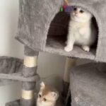 4 Kittens in Abu Dhabi