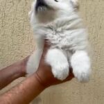 Samoyed Puppy Male 7 Weeks Best Quality in Dubai