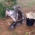 Maine Coon in Fujairah