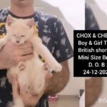 British Shorthair twins in Al Ain