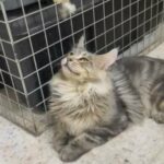 Mainecoon in Al Ain